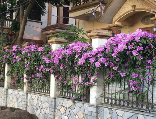 Lan tỏi cao 2 m  - Cây trưởng thành