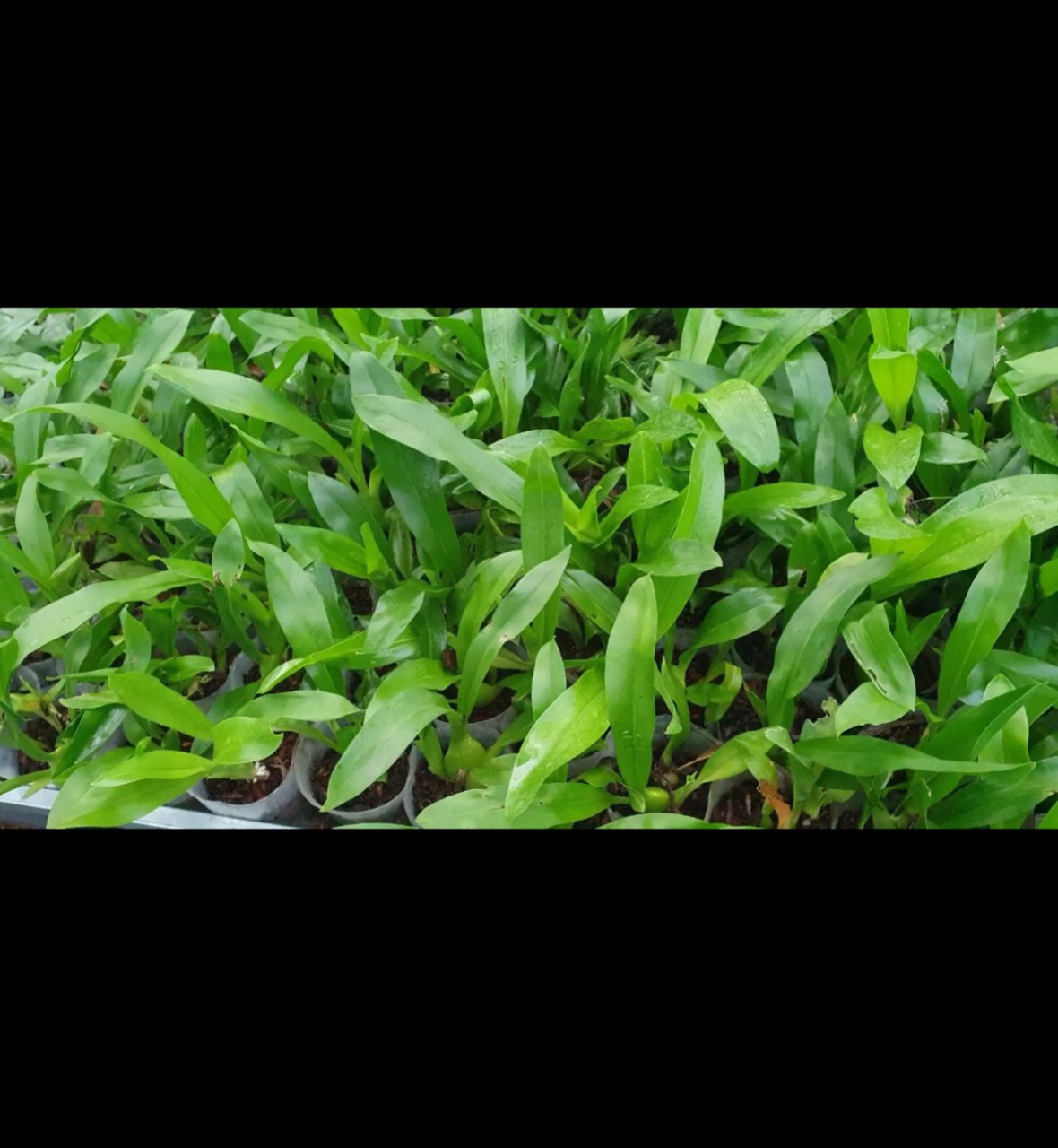 [Giá hủy diệt] Hoa lan vũ nữ hàng giống
