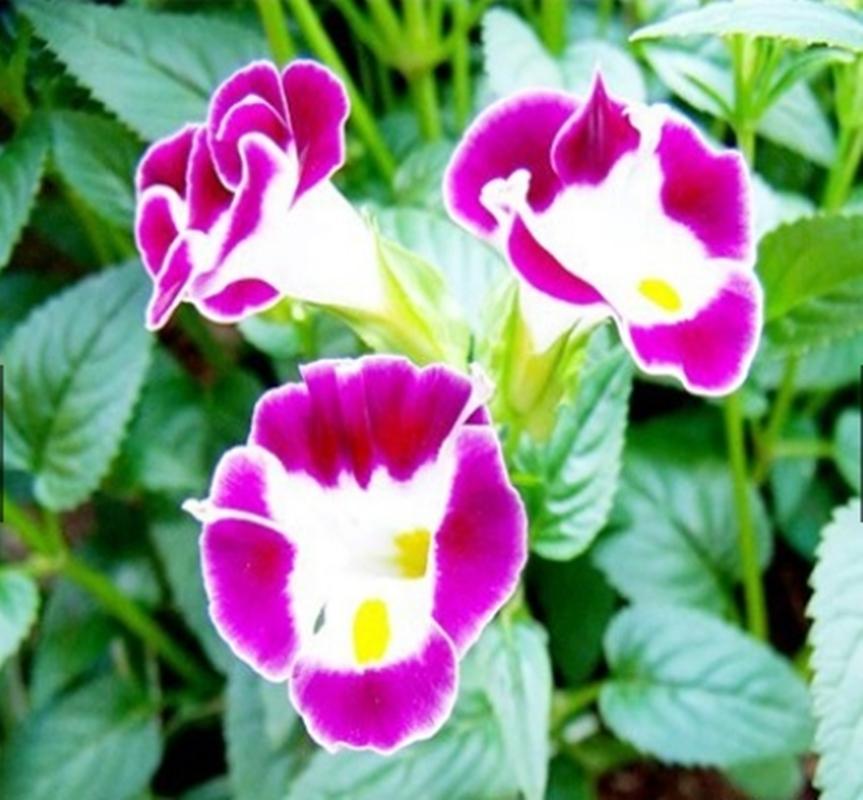 Hạt giống hoa Mắt nai