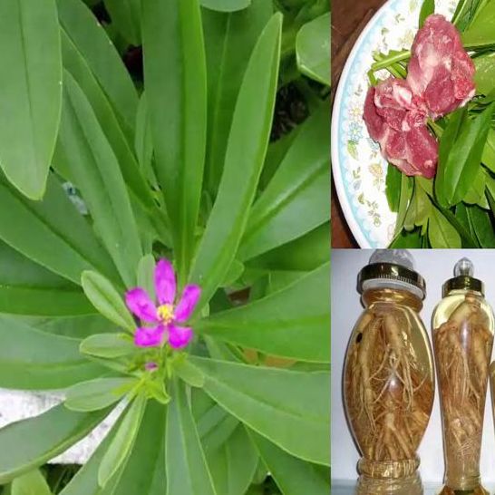 Hạt Giống Sâm Đất ( Thổ Sâm ) - (Talinum.Crassifolium,Willd) - 15 hạt/gói