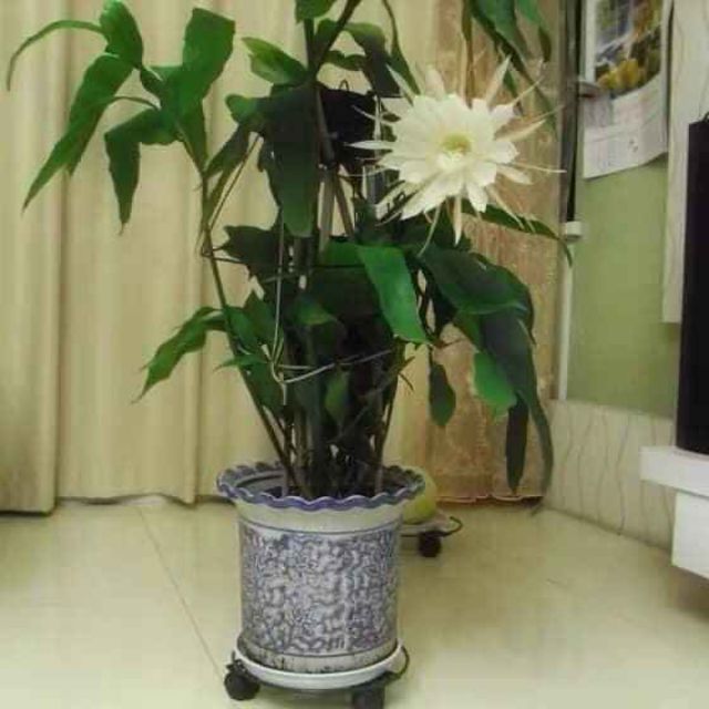 [ Xả - Cắt Lỗ ] Hoa Nhật Quỳnh Trắng