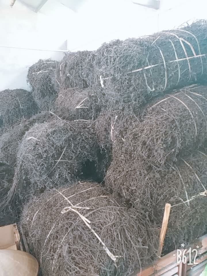 Cây thạch đen cao bằng