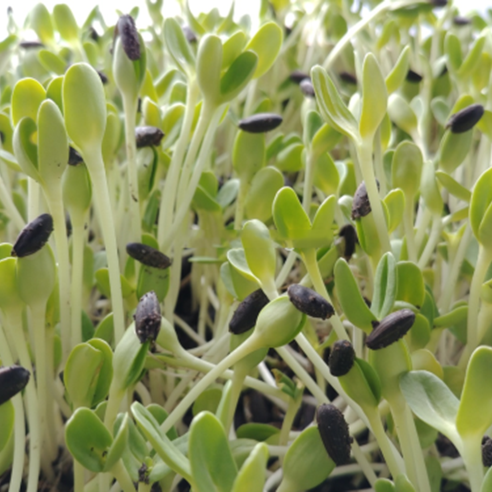 Hạt giống rau Mầm Hướng Dương mầm khỏe ăn giòn ngọt ngon VTS117 | Vạn Tín Store