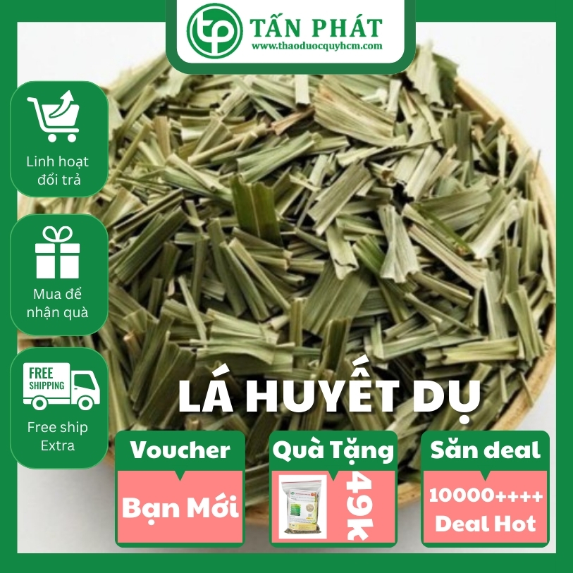 Cây huyết dụ túi lớn loại 1kg - Thảo Dược Tấn Phát - Hàng mới về
