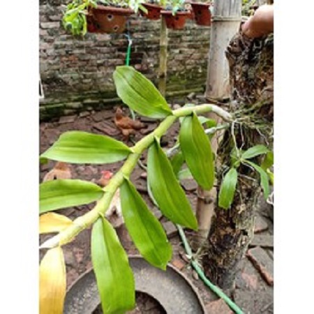 phong lan trầm rừng(cây năm 2,khỏe mập cao 20cm)