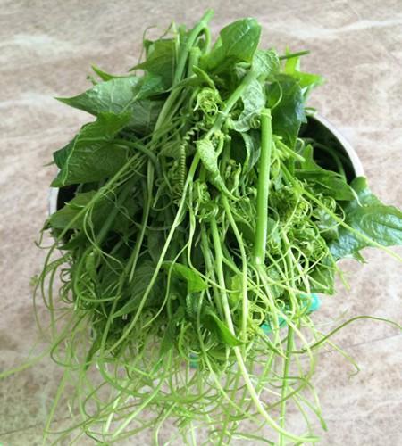 Hạt Giống Bí Siêu Ngọn gói 20g