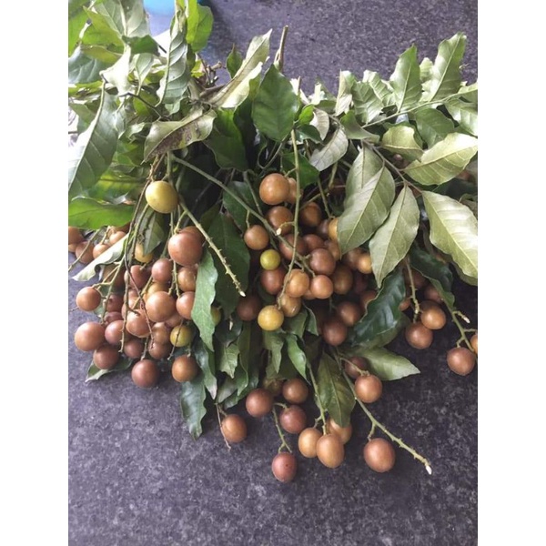 Mứt quất hồng bì