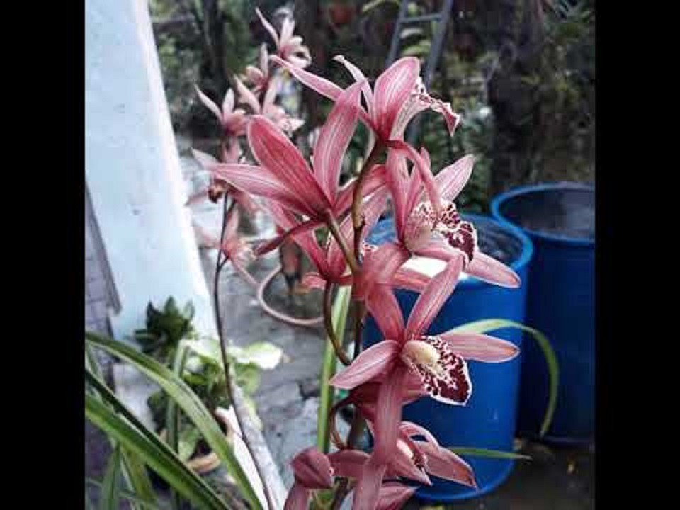 CHẬU ĐỊA LAN CỌP ĐỎ (ĐỊA LAN TIGER, ĐỊA LAN HỔ ĐỎ, ĐỊA LAN CỌP ĐẦU ĐỎ), HOA NỞ CHUẨN TẾT