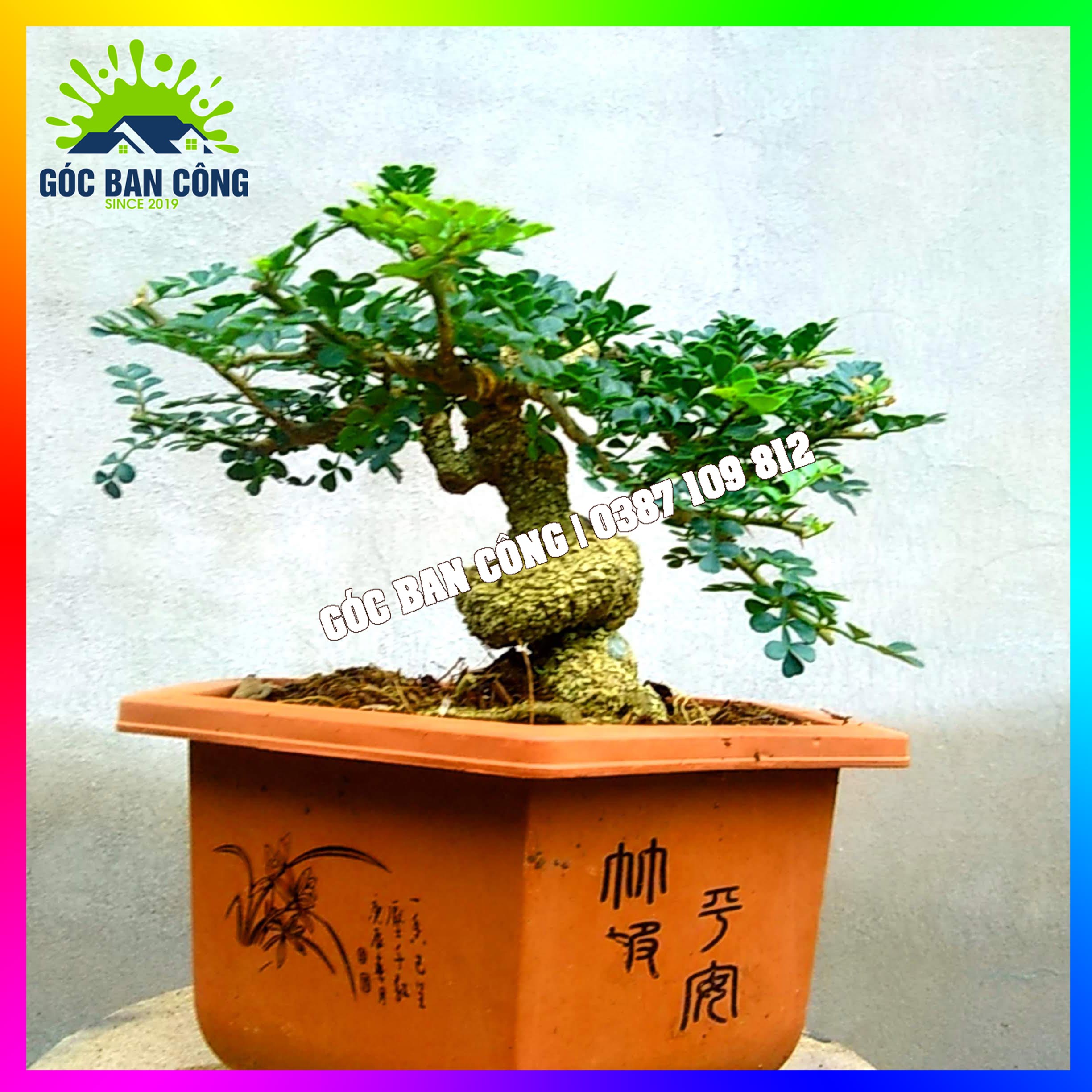 Cây Cần Thăng Bonsai Mini - CTHBS03