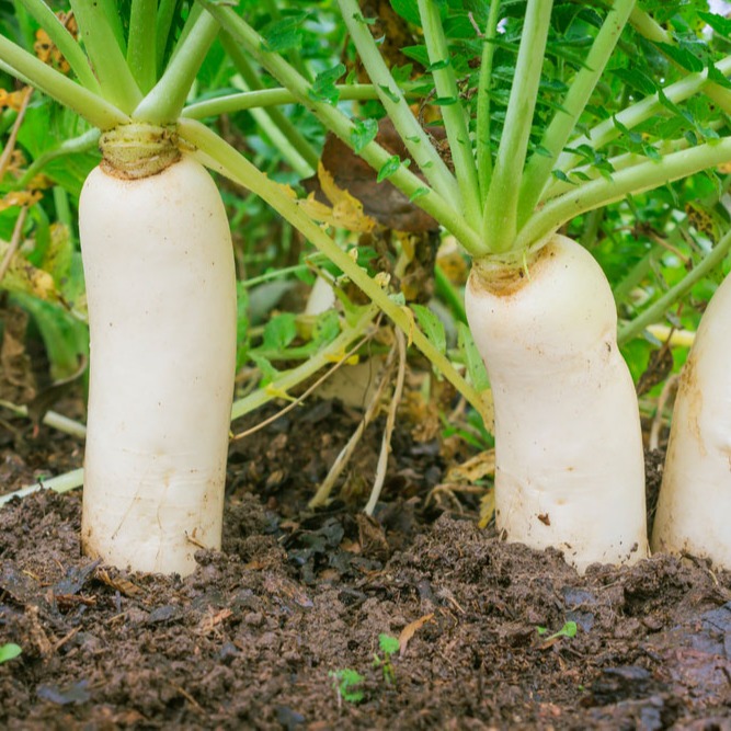 [HCM]Hạt gióng củ cải trắng