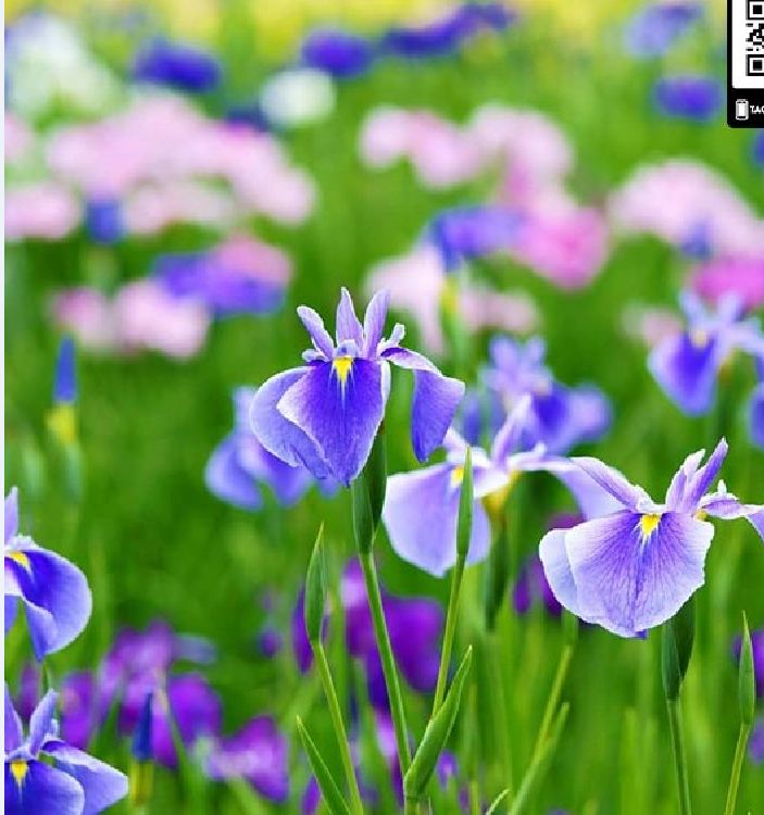 "Gói 10 "Hạt giống hoa Diên vĩ Xanh (Iris Xanh ) [Seeds]