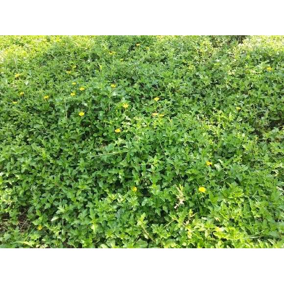 1kg lá sài đất tươi khách đặt mới hái