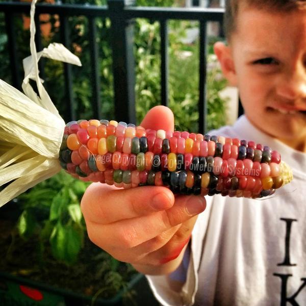 [Mới] - Hạt giống bắp ngô cầu vồng