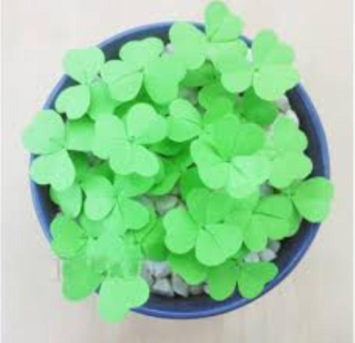 200 hạt giống cỏ ba lá