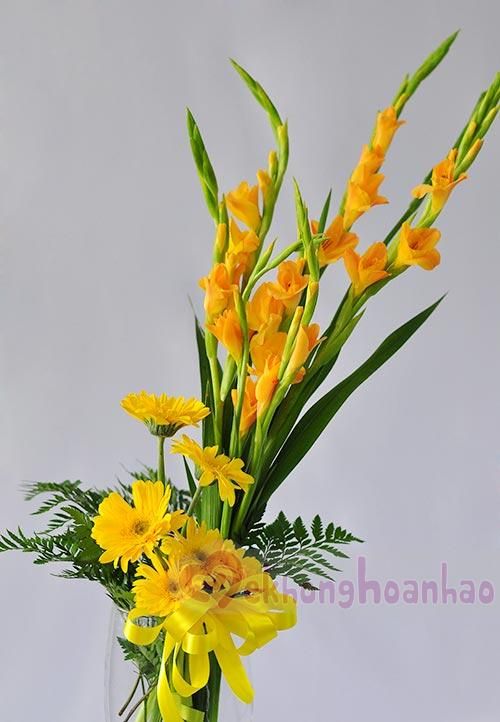 Củ hoa lay ơn nhiều màu 10 củ
