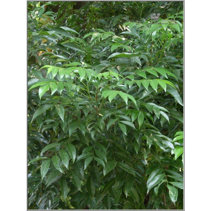 combo 5 Cây Giống Móc Mật KJGHJHGHJ