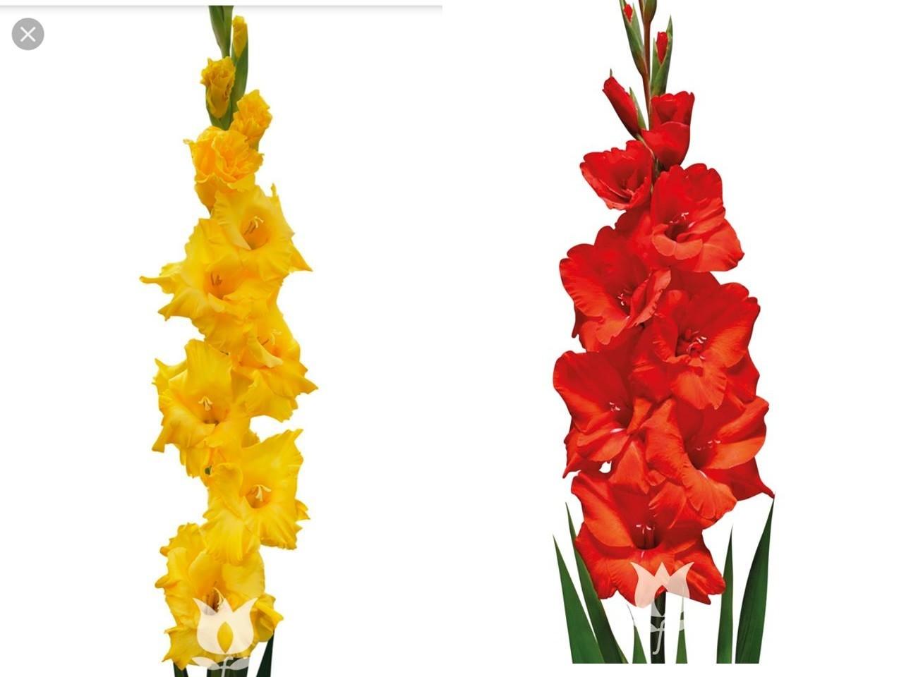 Bộ 10 củ giống hoa lay ơn hoa màu đỏ