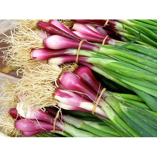Hạt giống hành lá gốc tím - gói 2 gram