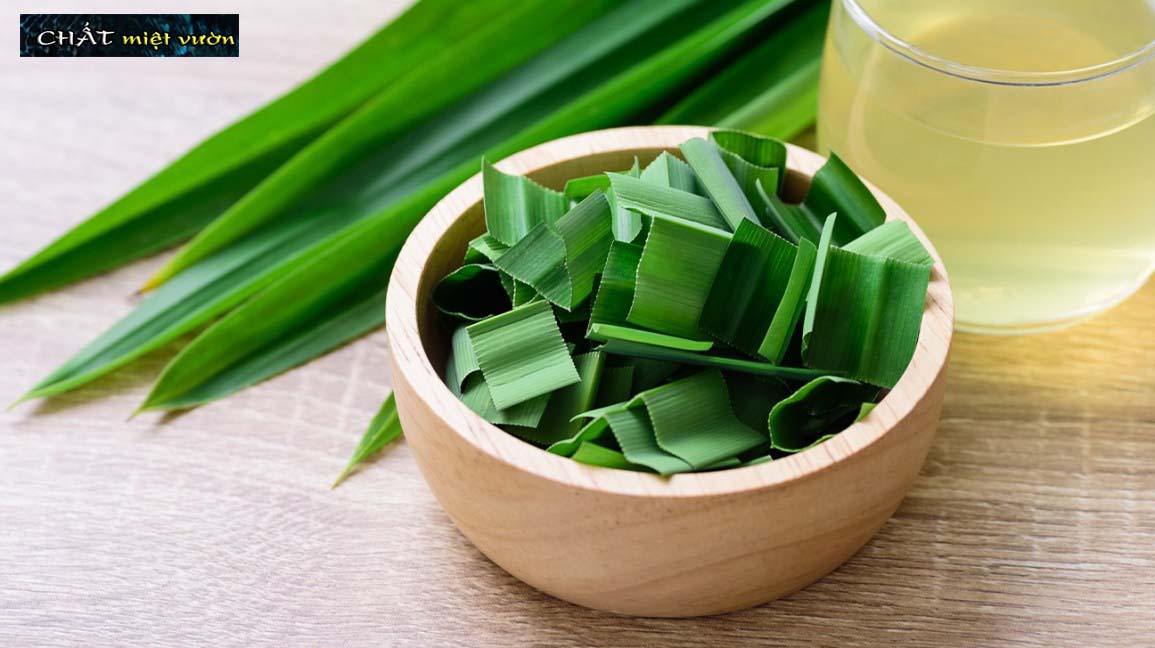 Pandan Plant