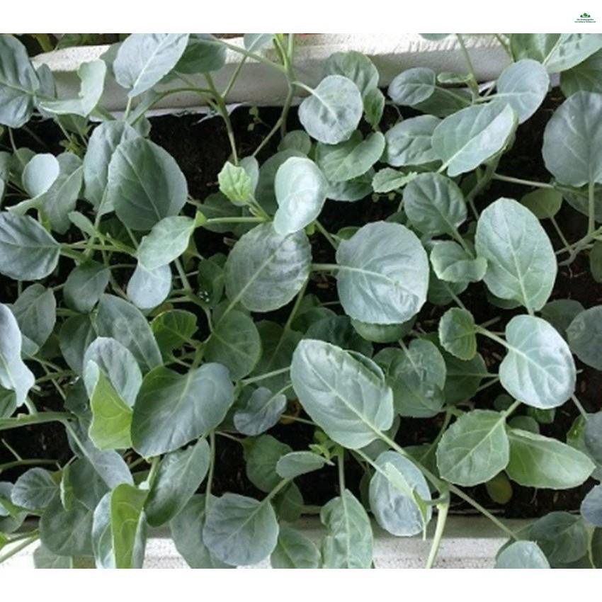 HẠT CẢI RỔ - GÓI 5 GRAM