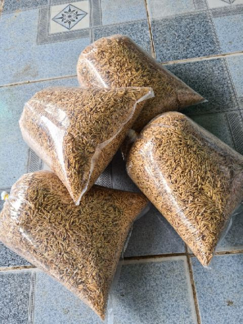 Trấu tươi - CayGiongTot