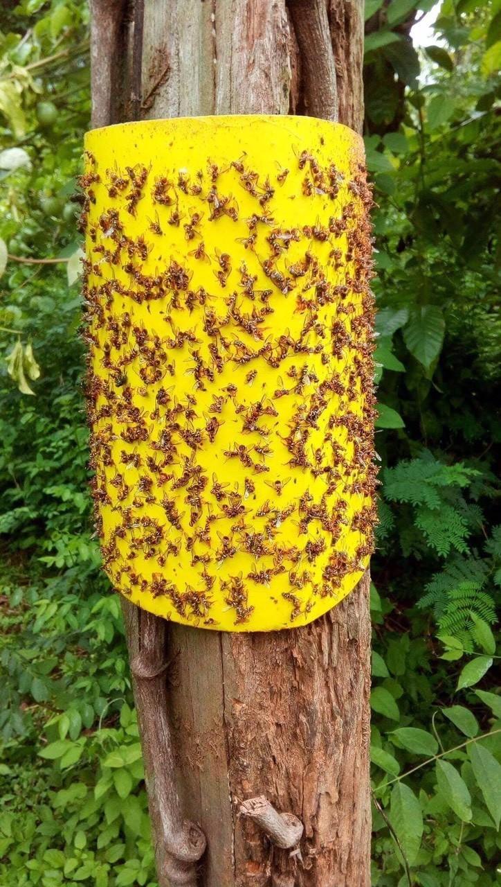 Size lớn 20 x 25cm - Bẫy dính ruồi vàng 2 mặt