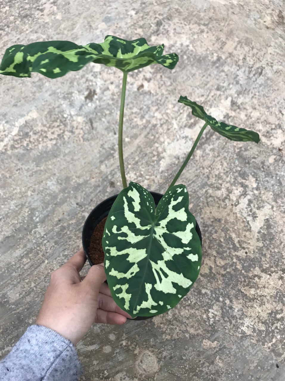 Cây môn lính- Alocasia Hilo beauty.
