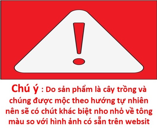 Cây cẩm nhung , lá cỏ may mắn màu đỏ