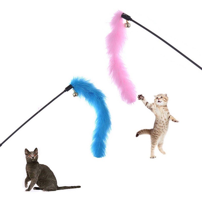 Cây trêu mèo đuôi chồn