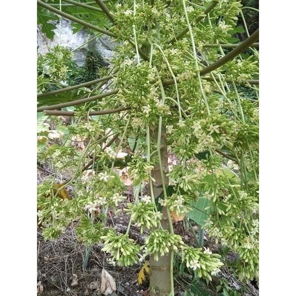 Cây đu đủ đực giống