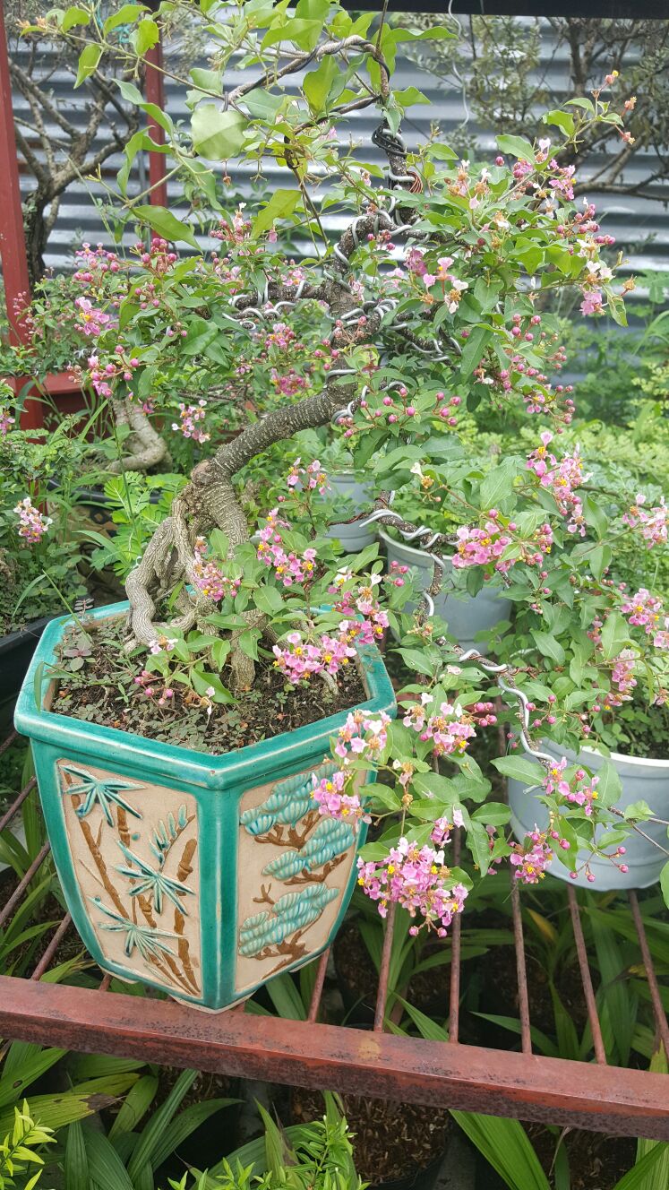 Cây giống hoa Hồng ngọc mai đang hoa nụ