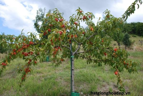 Cây Giống Đào Tiên Nhật Bản