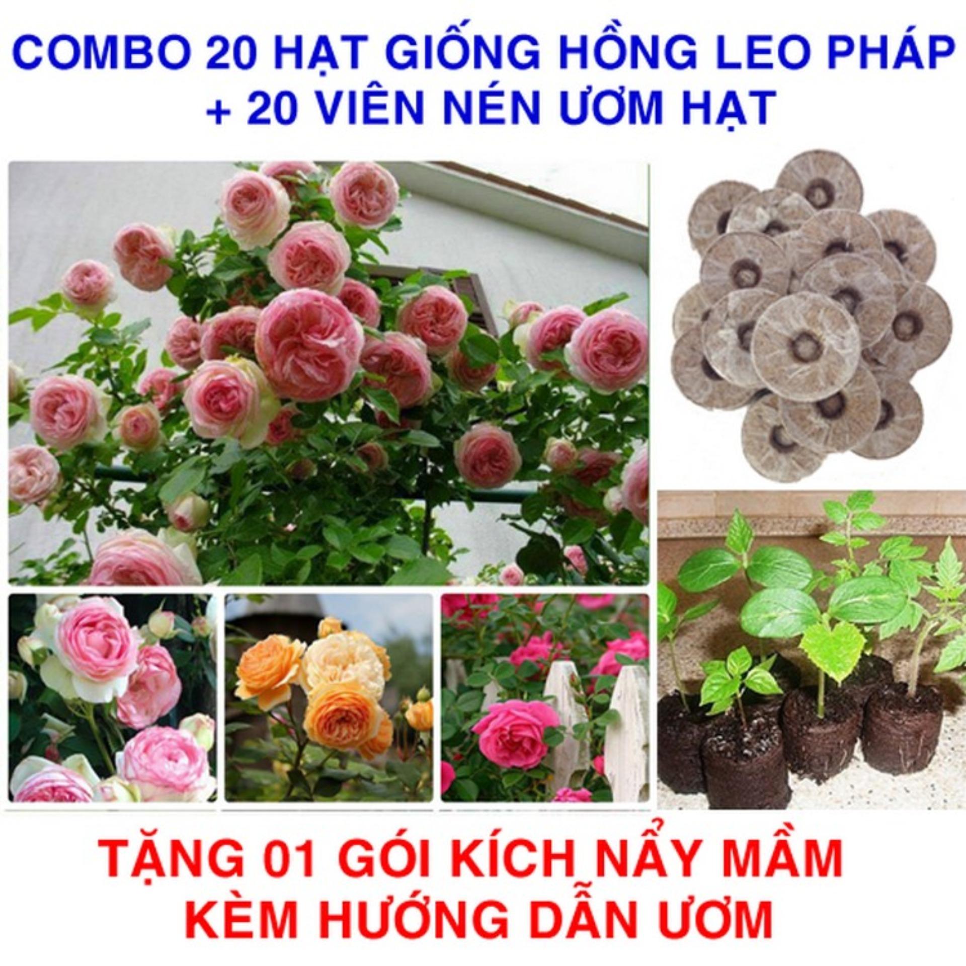 20 Hạt giống Hồng Leo Pháp + 20 Viên nén ươm hạt (tặng Kích mầm, H.dẫn)
