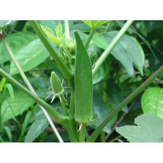 HẠT giống ĐẬU BẮP LAI ẤN ĐỘ - GÓI 20 GRAM