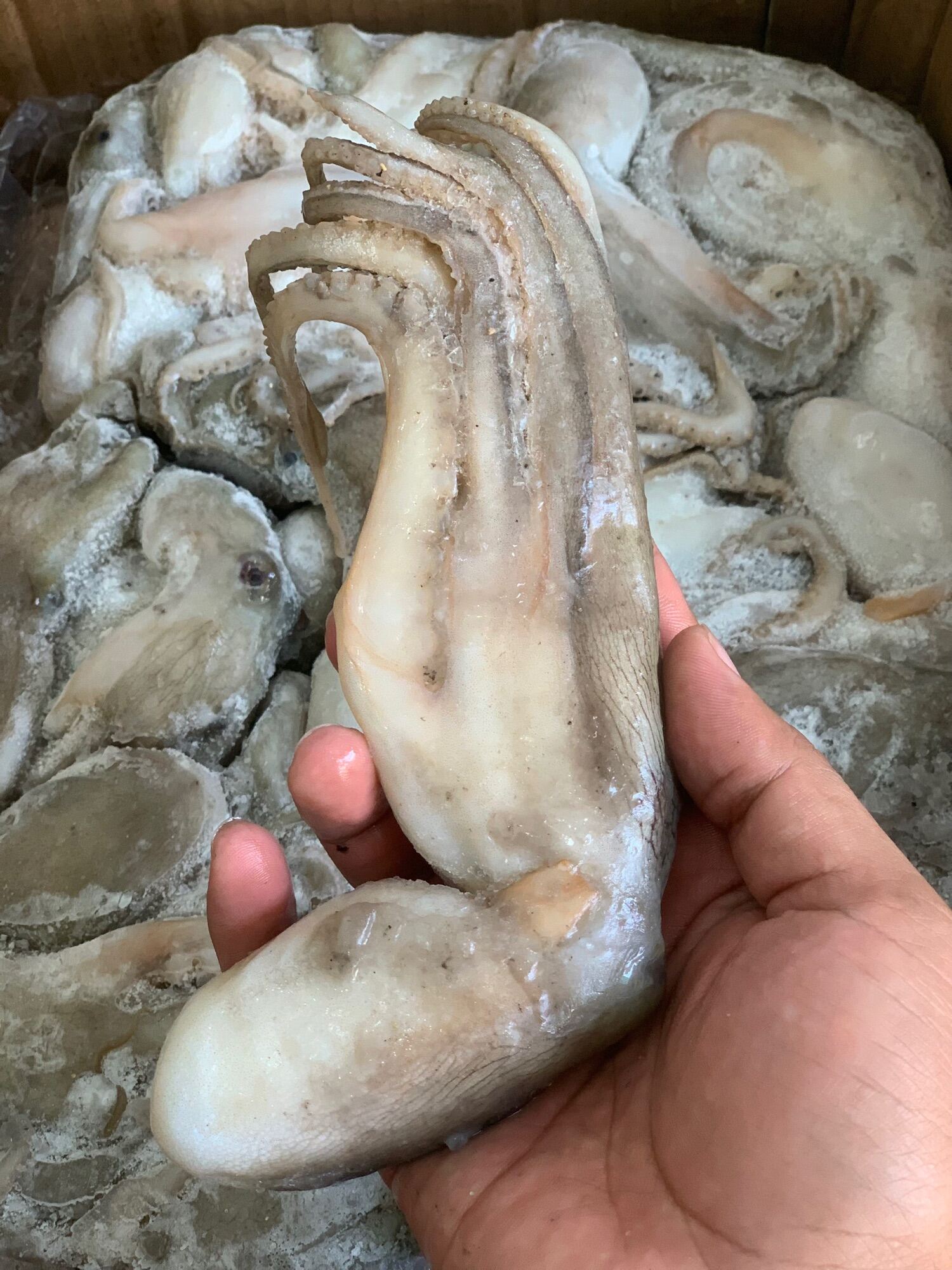 Bạch tuột 2 da 1kg (giao tphcm)
