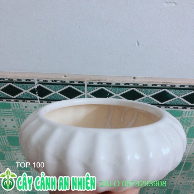 Chậu Sứ Trồng Cây