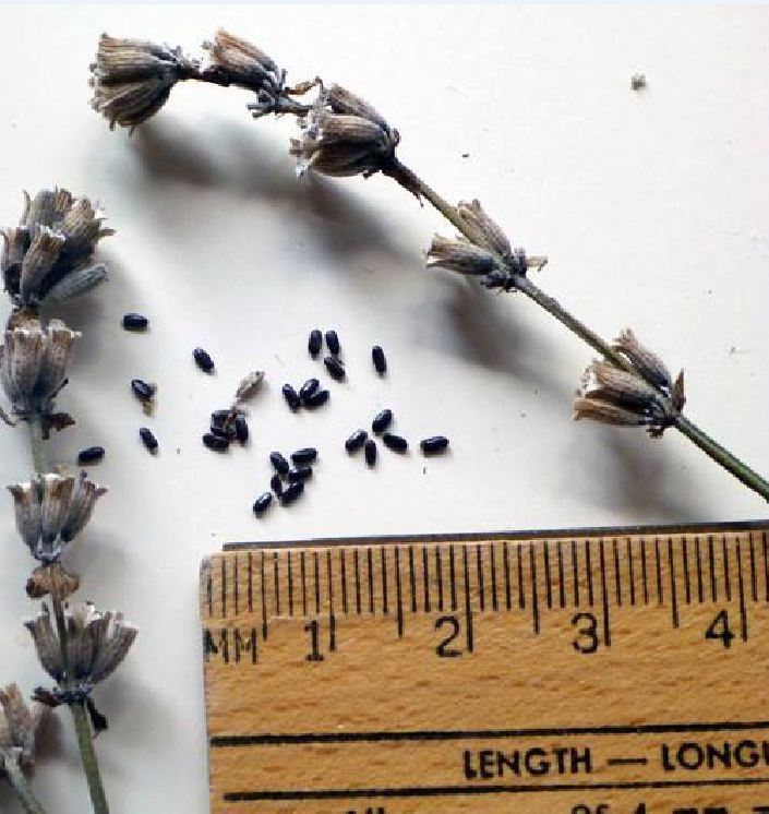 Hạt giống hoa Oải Hương ( hoa Lavender ) gói 100 hạt