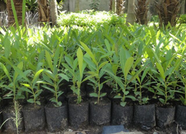 Cây Chuông Vàng Giống 20cm
