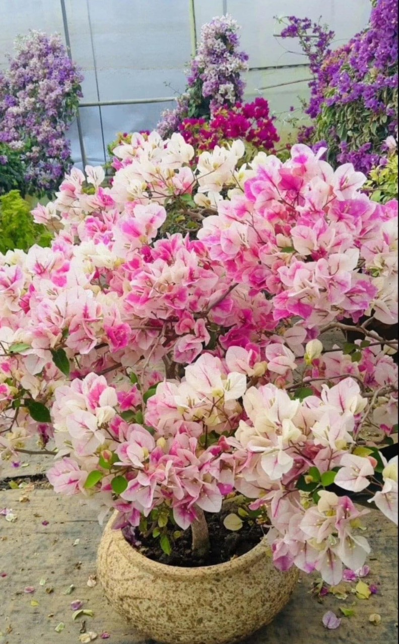 Cây hoa giấy anh đào trưởng hoa sai quanh năm