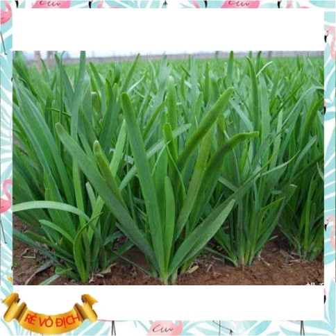 Hạt giống hẹ cao sản năng xuất cao, 1 gói 1gr