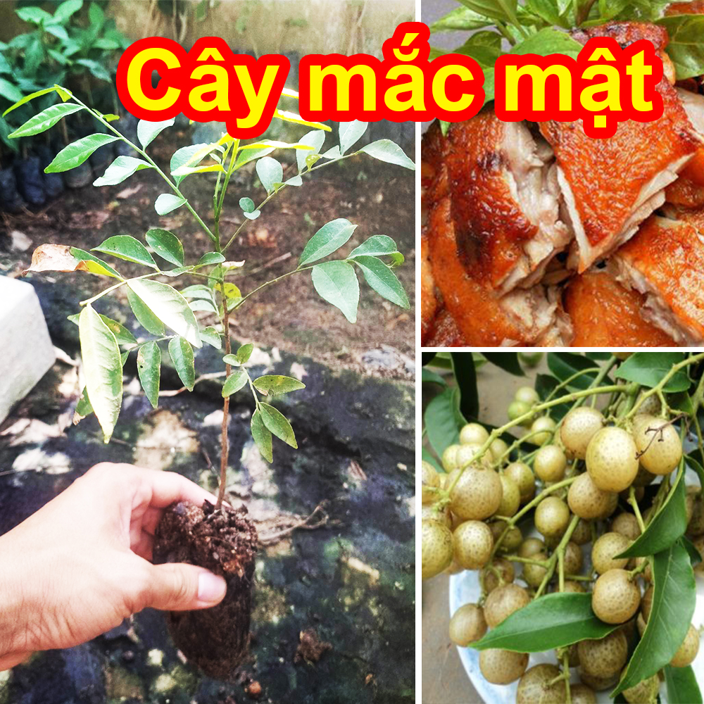 COMBO 3 Cây MẮC MẬT (Móc mật) nướng thịt gà, vịt, heo Cực ngon