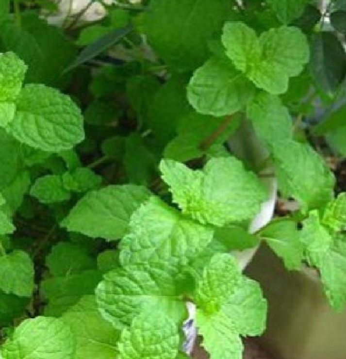 Hạt giống Húng bạc hà (Húng lủi) – 0.1Gram/gói