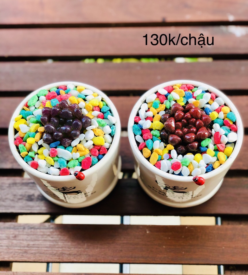 Chậu sen đá kim cường màu, bao gồm chậu