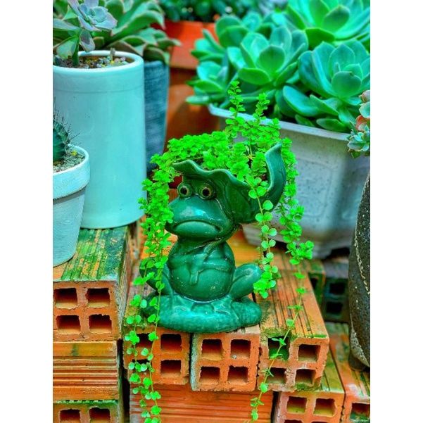 Chậu đất nung tráng men hình ếch