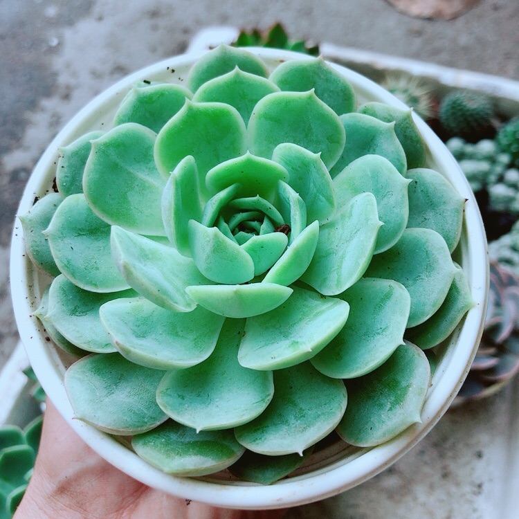 Sen đá xanh cánh cứng