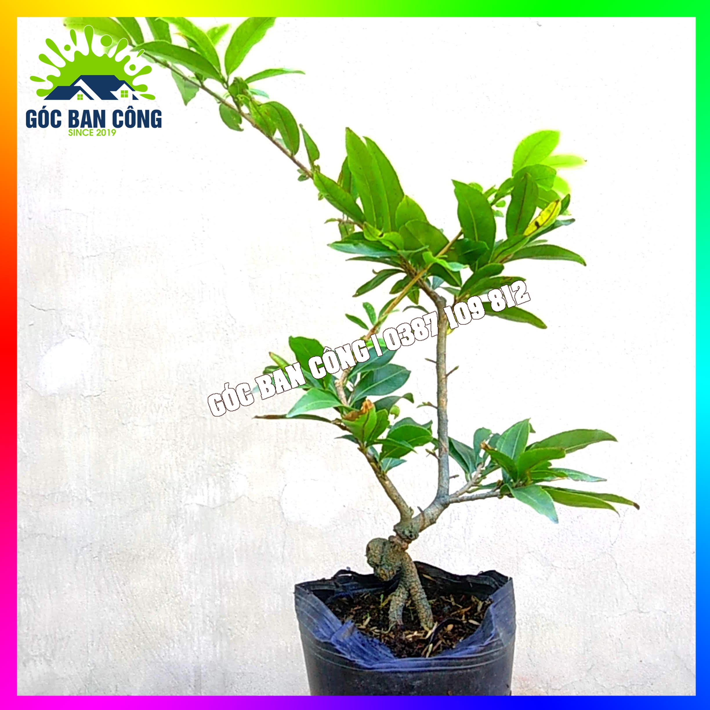 Mai Vàng Bonsai Mini