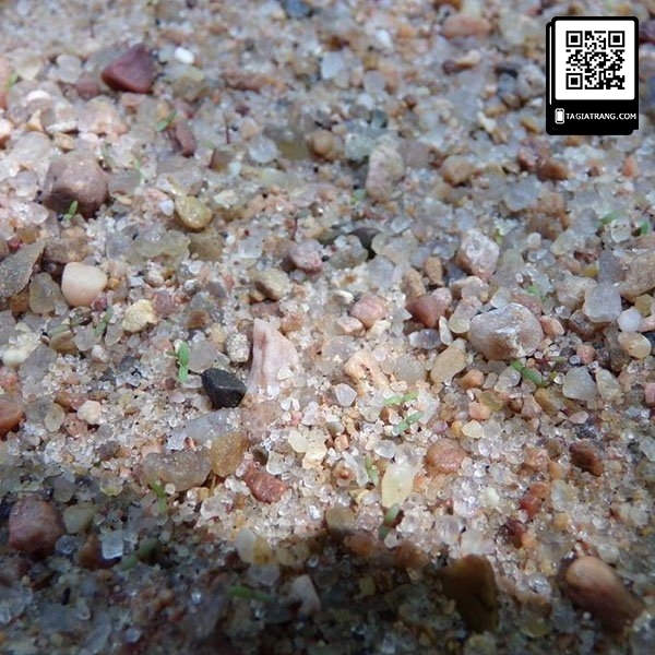 Hạt giống hoa mười giờ mix nhiều màu