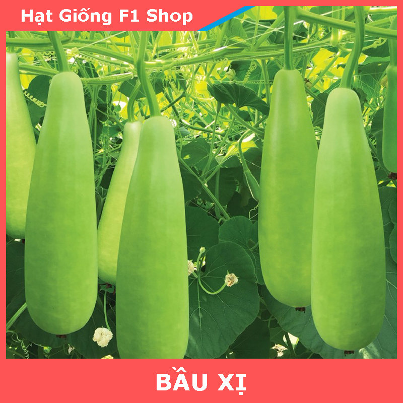 Hạt Giống Bầu Xị Lai F1 Đặc Ruột
