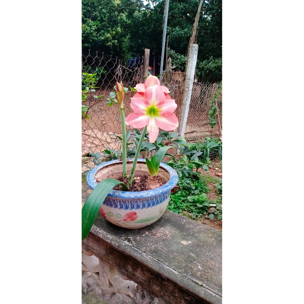 Củ hoa lan huệ hồng mai( Huệ nội)