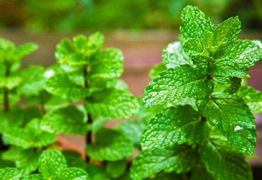 Hạt giống bạc hà mèo Catnip